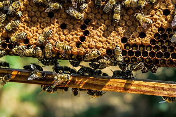 3 Reasons Why Beeswax is the Queen of Wood Preserving